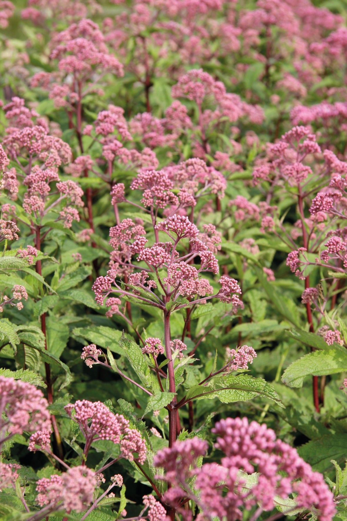 Eupatorium maculatum Atropurpureum Joe Pye Weed