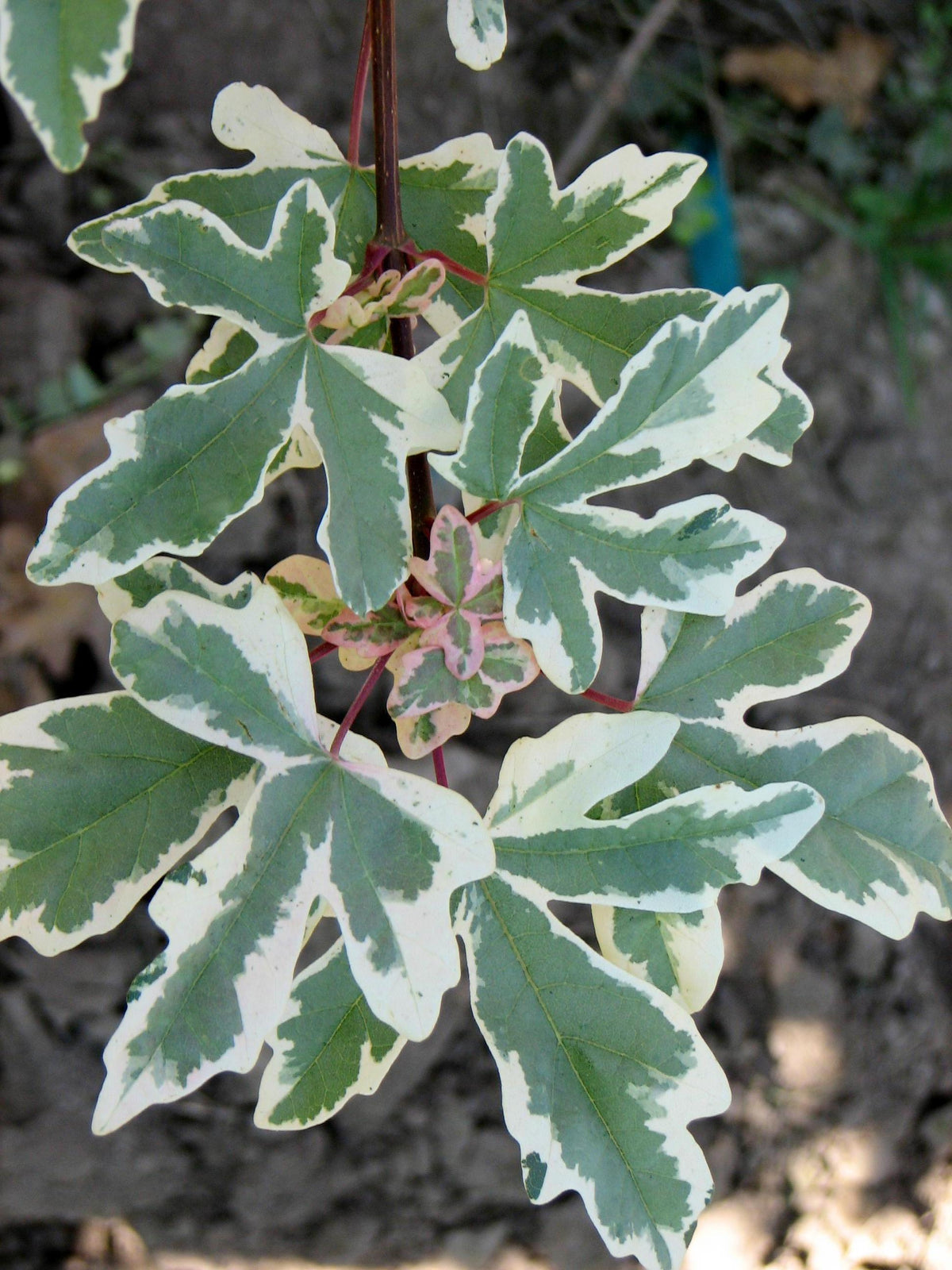 Carnival Hedge Maple – GardenTap