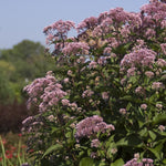 Eupatorium maculatum Gateway Joe Pye Weed