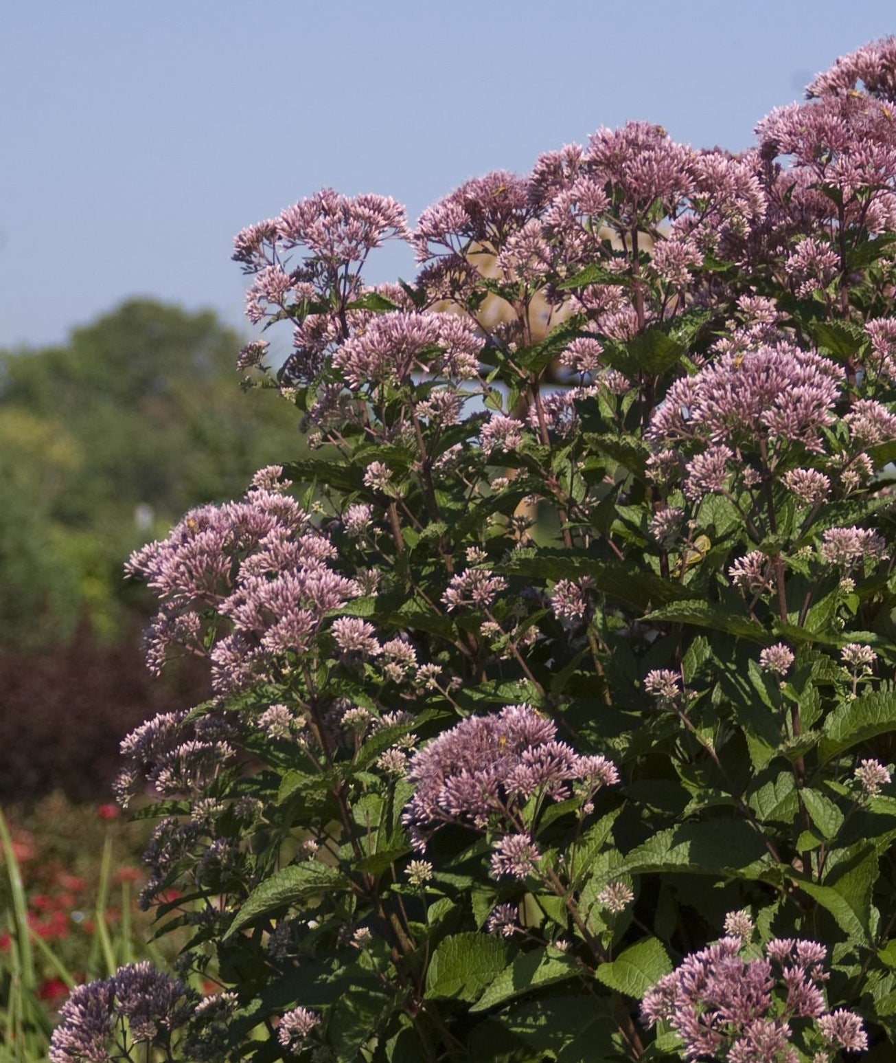 Eupatorium maculatum Gateway Joe Pye Weed