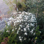 Eupatorium rugosum Chocolate Boneset