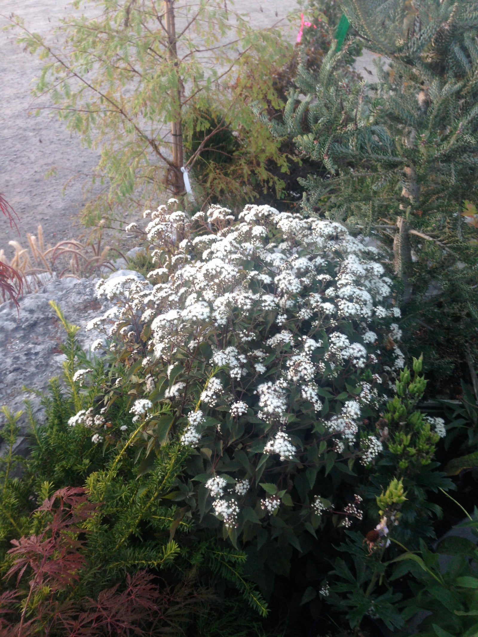 Eupatorium rugosum Chocolate Boneset