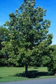 Carya cordiformis Bitternut Hickory
