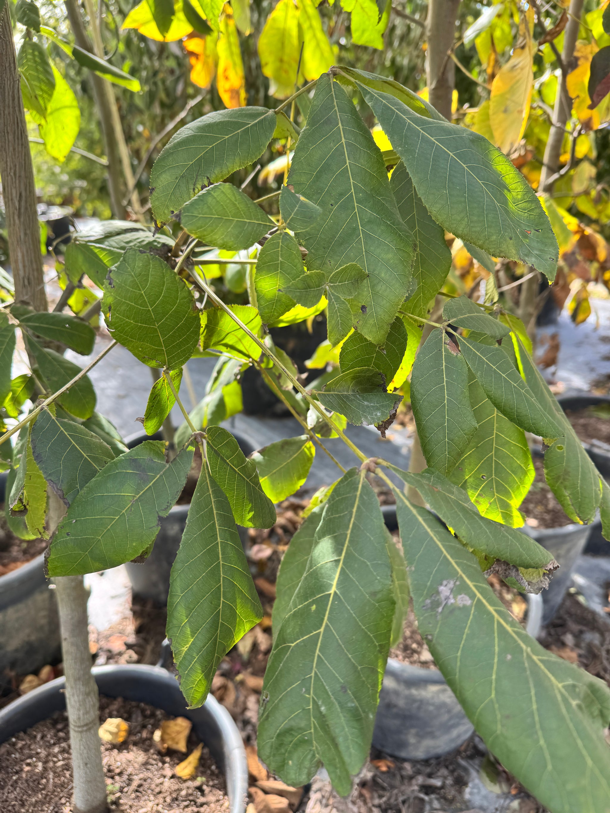 Carya laciniosa Shellbark Hickory
