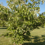 Castanea dentata American Chestnut