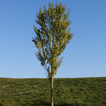 Cercidiphyllum japonicum Hanna's Heart Biringer PP21711 Hanna's Heart Katsura