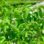 Corylus americana American Hazelnut