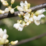 Cercis canadensis f. alba White Redbud