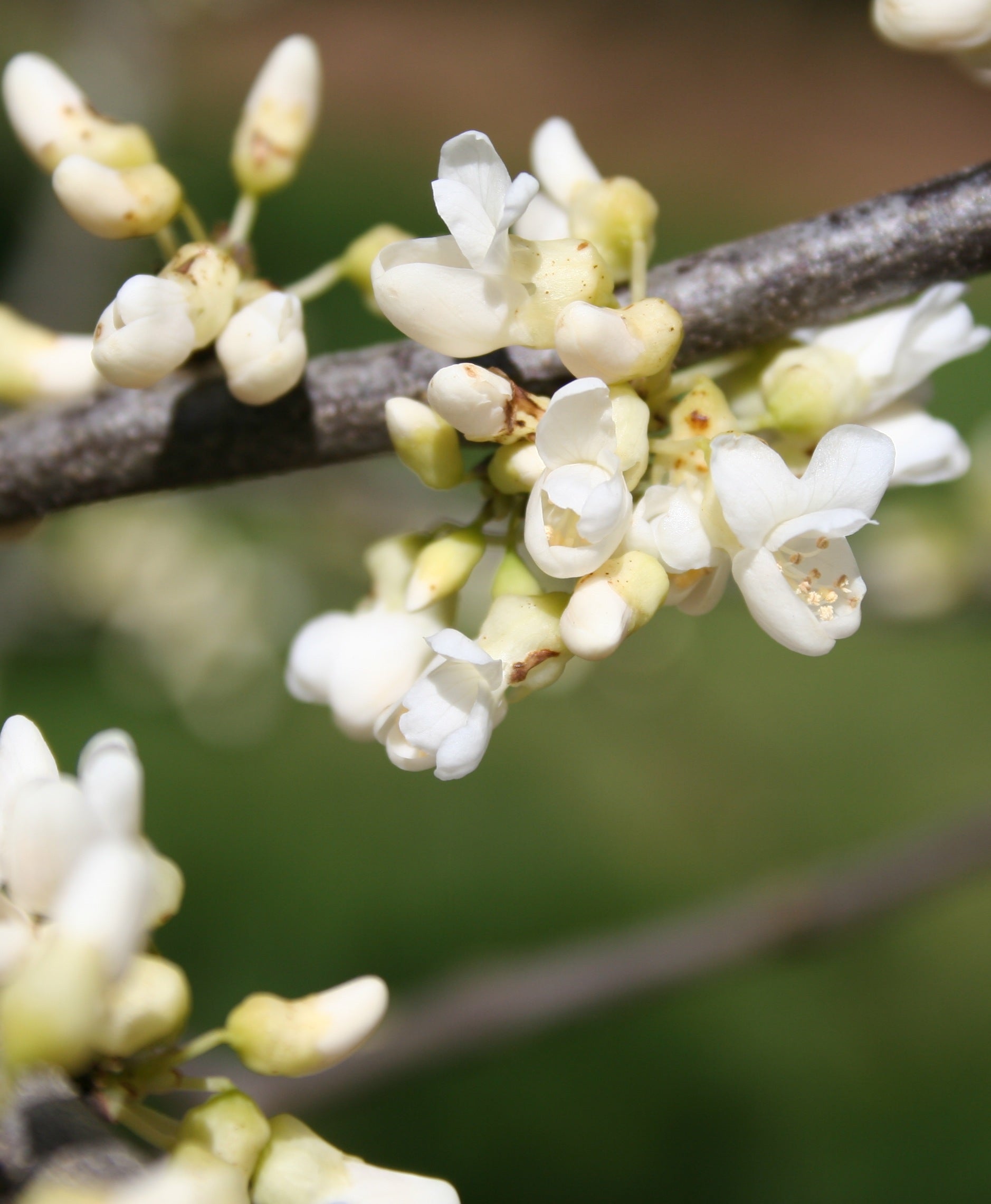 Cercis canadensis f. alba White Redbud