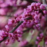 Cercis canadensis Pink Heartbreaker PP23043 Pink Heartbreaker Redbud