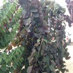 Cercis canadensis Ruby Falls PP22097 Ruby Falls Redbud