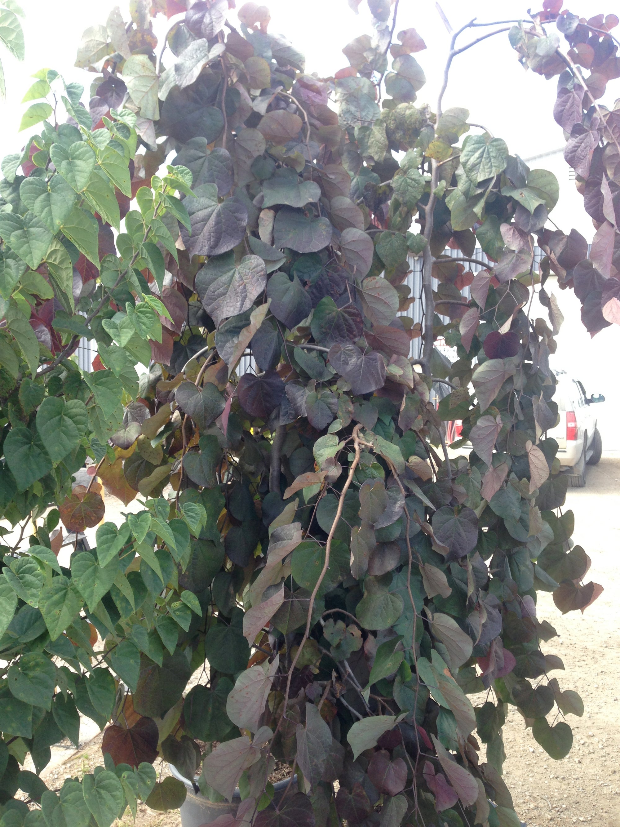 Cercis canadensis Ruby Falls PP22097 Ruby Falls Redbud