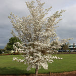 Cornus florida Cherokee Princess Cherokee Princess Dogwood