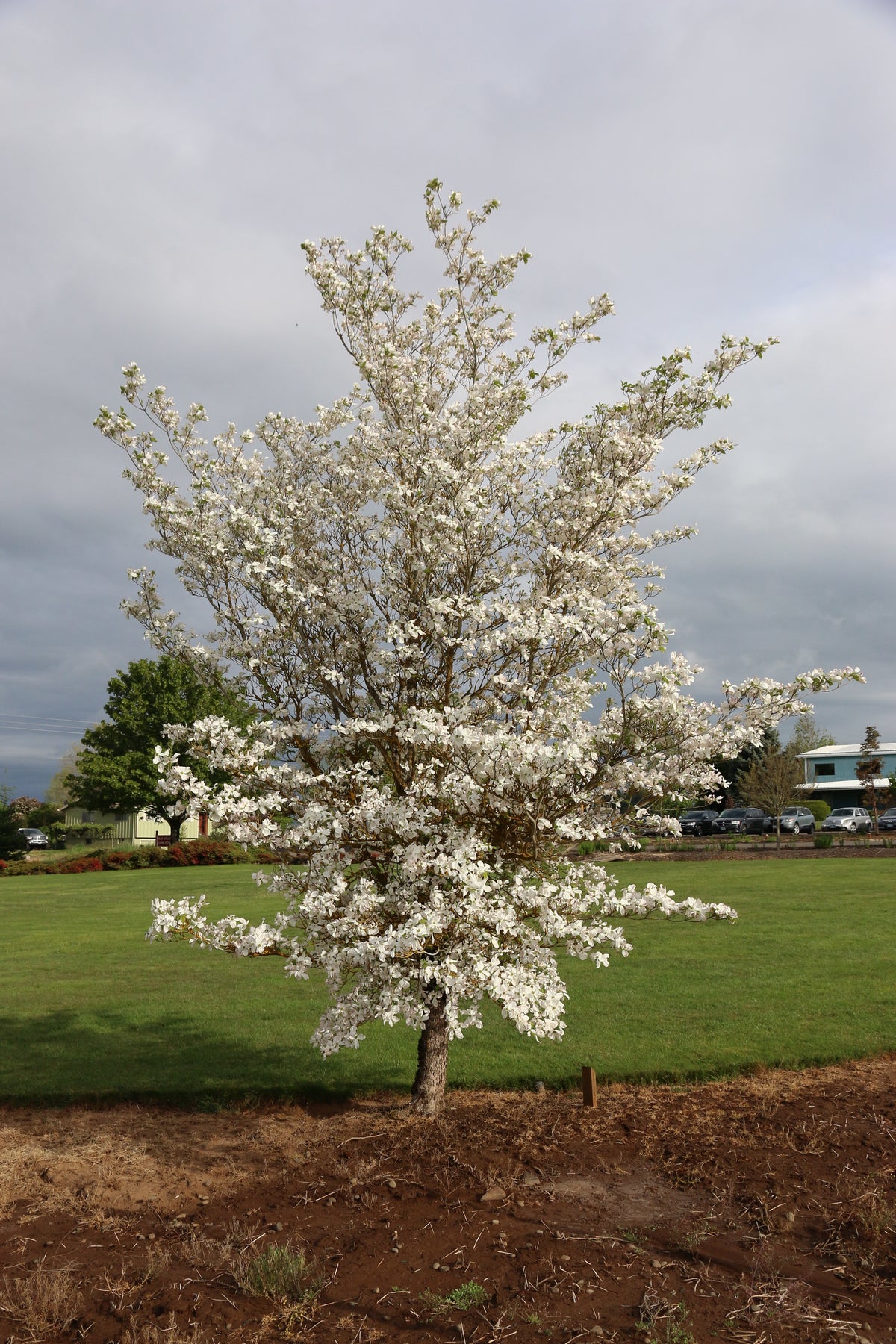Cherokee Princess Dogwood – GardenTap