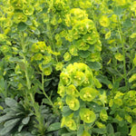 Euphorbia amygdaloides var. robbiae Leather Leaf Spurge