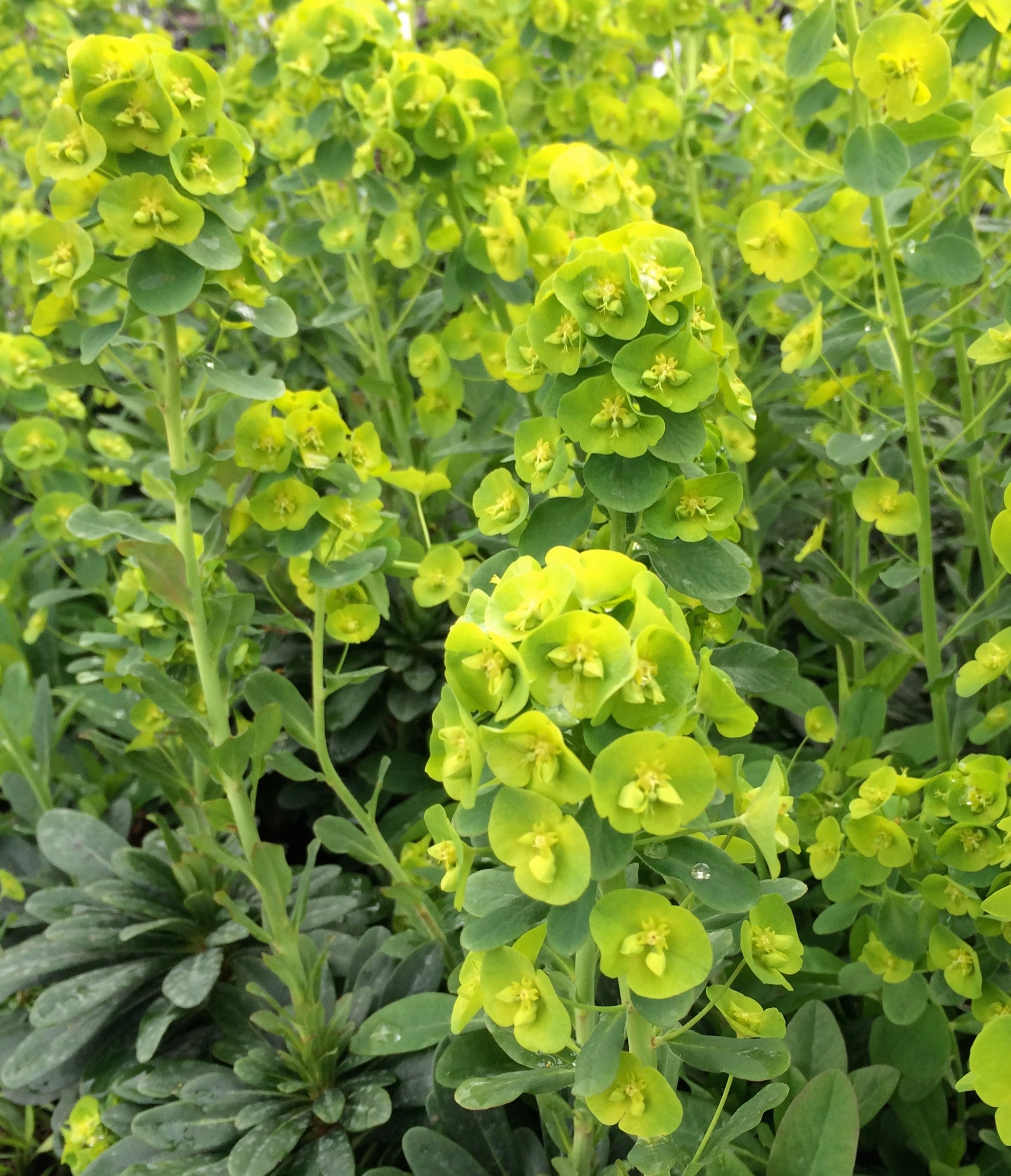 Euphorbia amygdaloides var. robbiae Leather Leaf Spurge