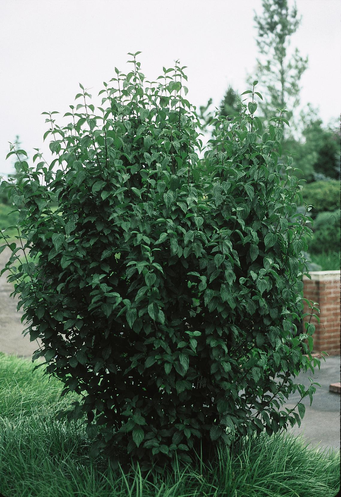 Cornus mas Golden Glory Golden Glory Cornelian cherry Dogwood
