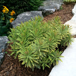Euphorbia martinii Ascot Rainbow PP21401, COPF Martin's Spurge