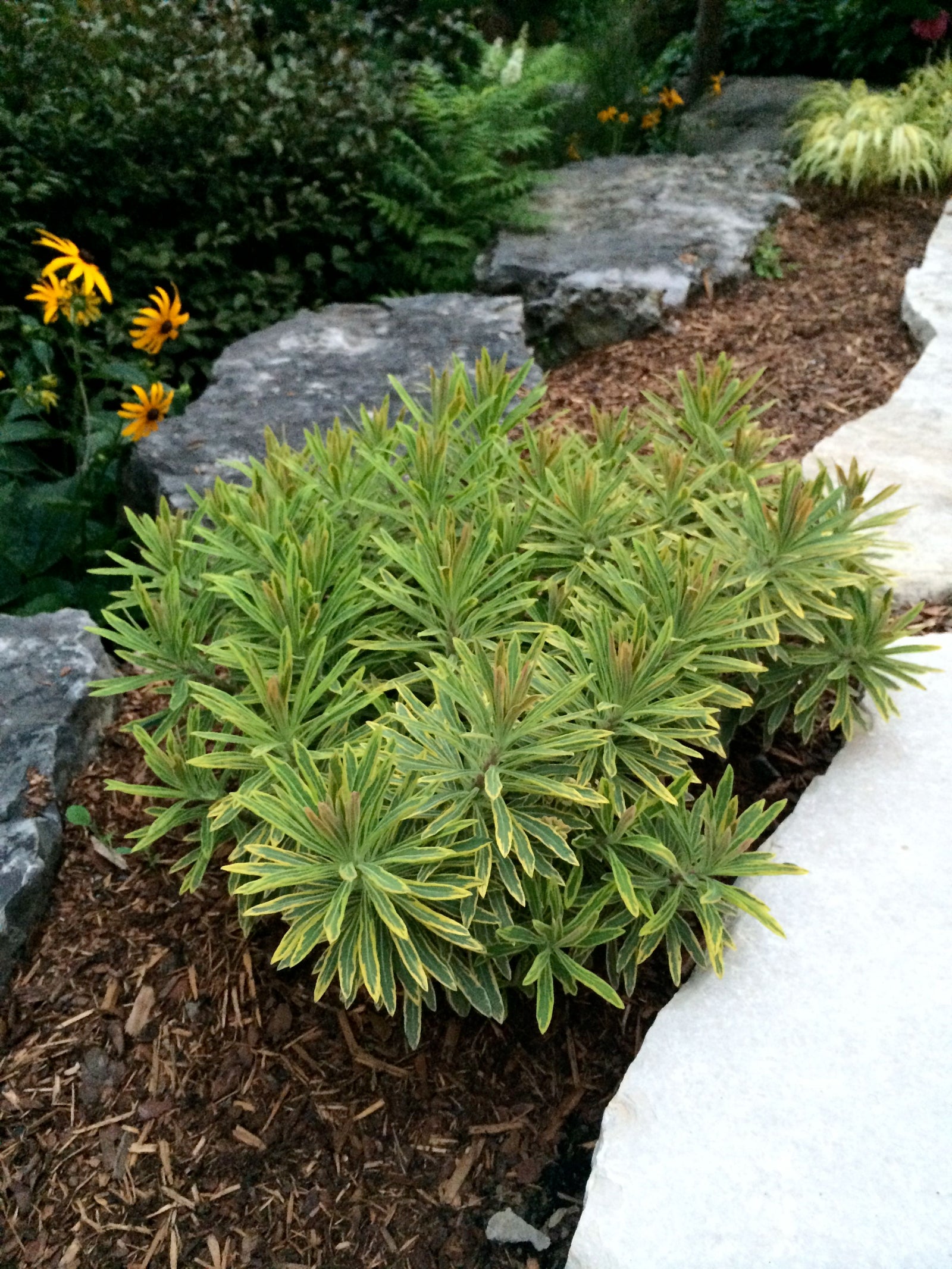 Euphorbia martinii Ascot Rainbow PP21401, COPF Martin's Spurge