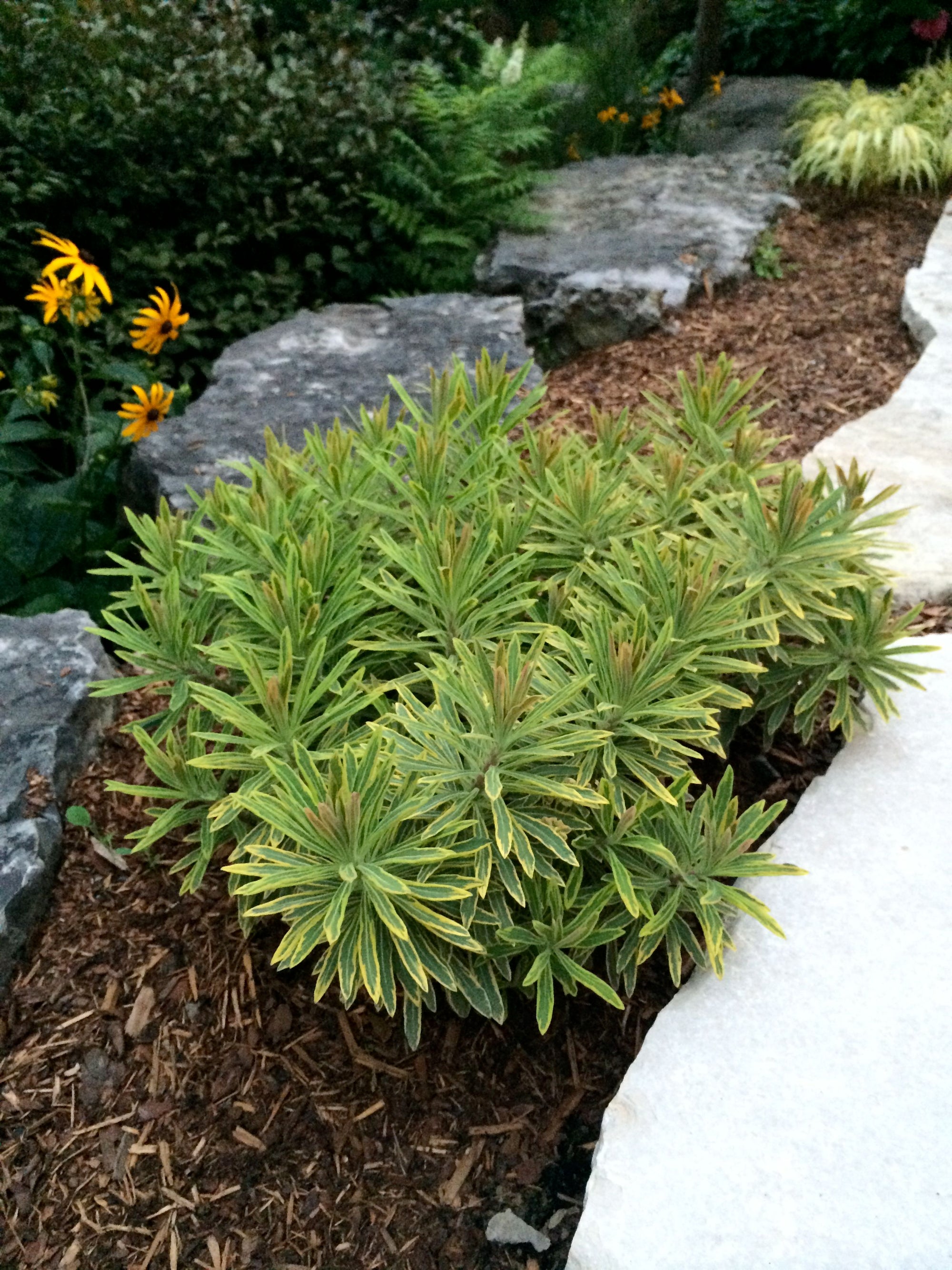 Euphorbia martinii Ascot Rainbow PP21401, COPF Martin's Spurge