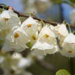 Halesia carolina UConn Wedding Bells Silverbell