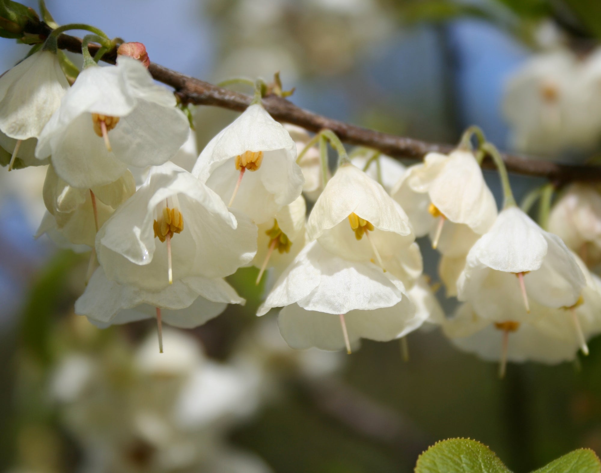 Halesia carolina UConn Wedding Bells Silverbell