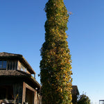 Liquidambar styraciflua Slender Silhouette Slender Silhouette Sweetgum
