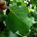 Liriodendron tulipifera Arnold Arnold Tulip Tree