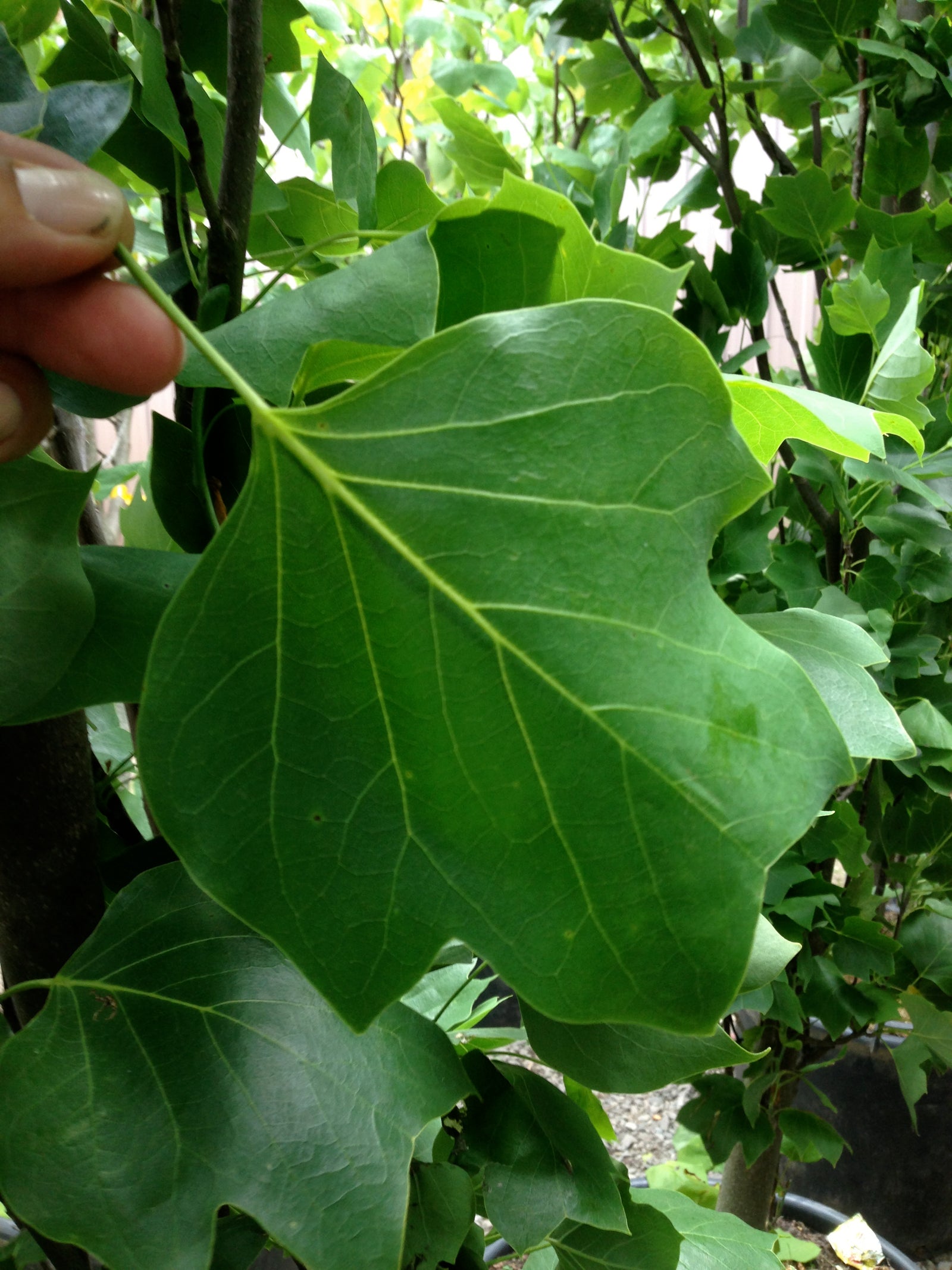 Liriodendron tulipifera Arnold Arnold Tulip Tree