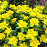 Euphorbia polychroma Cushion Spurge