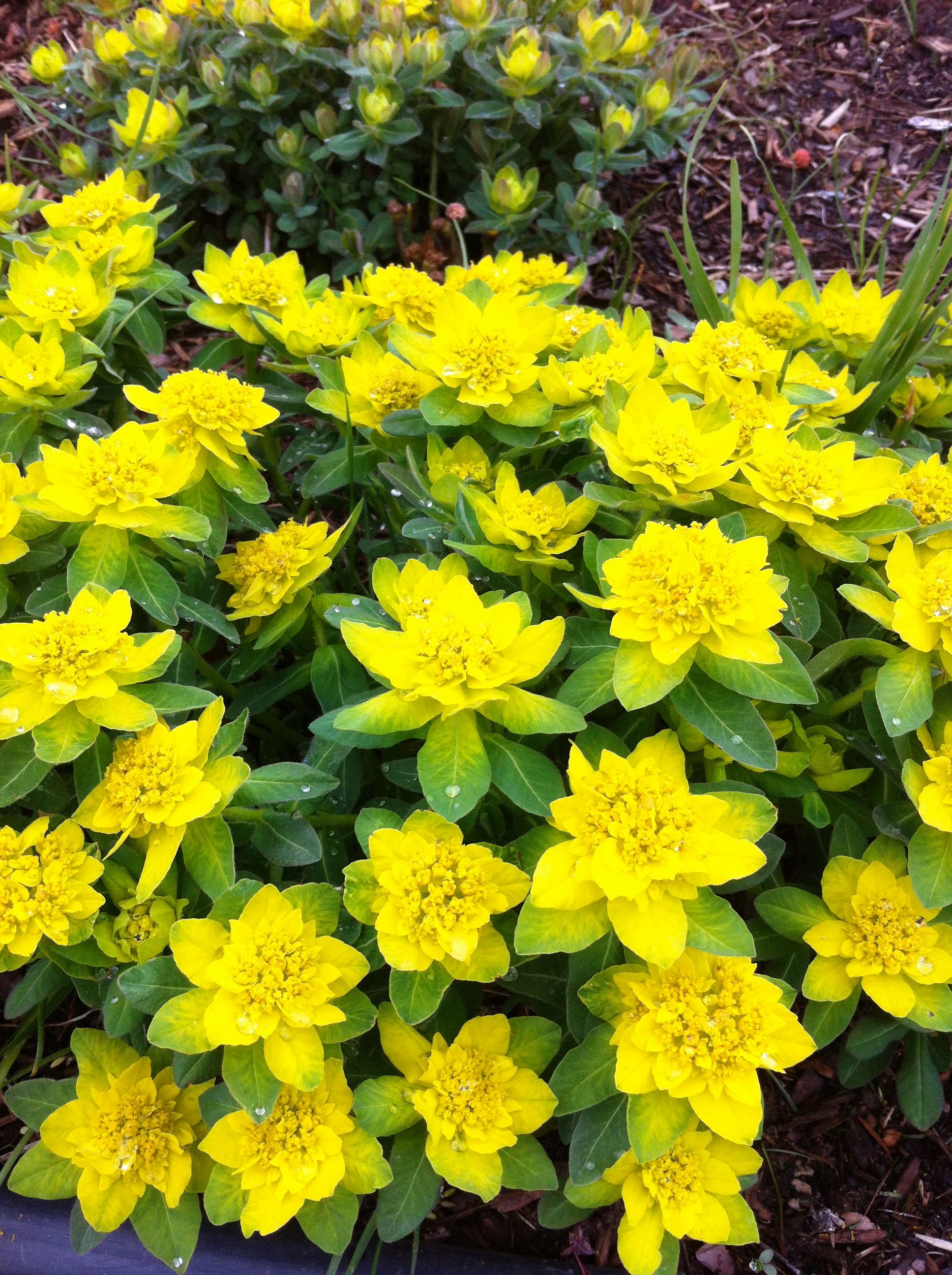 Euphorbia polychroma Cushion Spurge