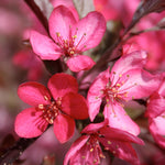 Malus Royal Raindrops JFS KW5 PP14375 Royal Raindrops Crabapple