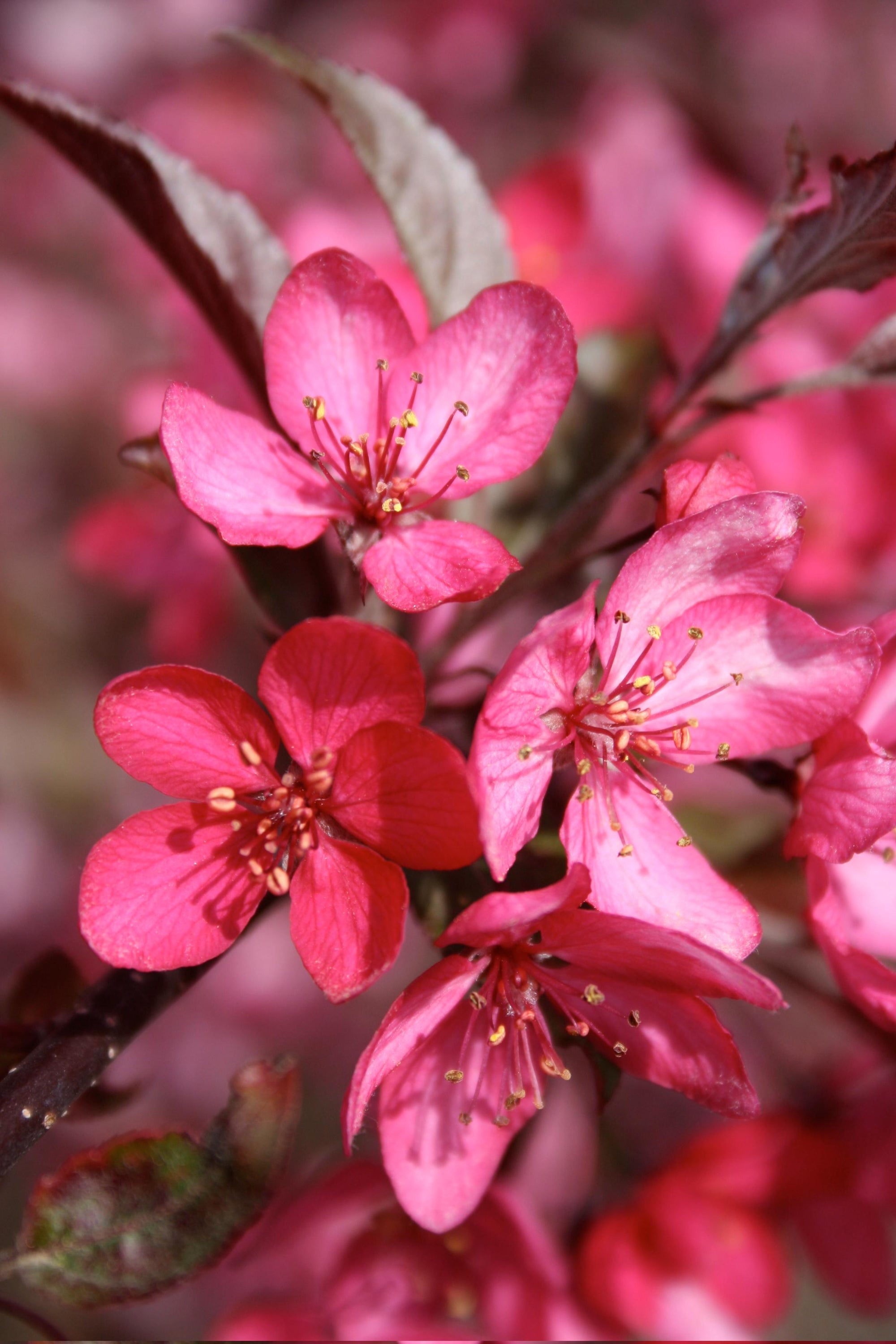 Malus Royal Raindrops JFS KW5 PP14375 Royal Raindrops Crabapple