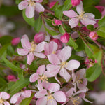 Malus Louisa Louisa Crabapple