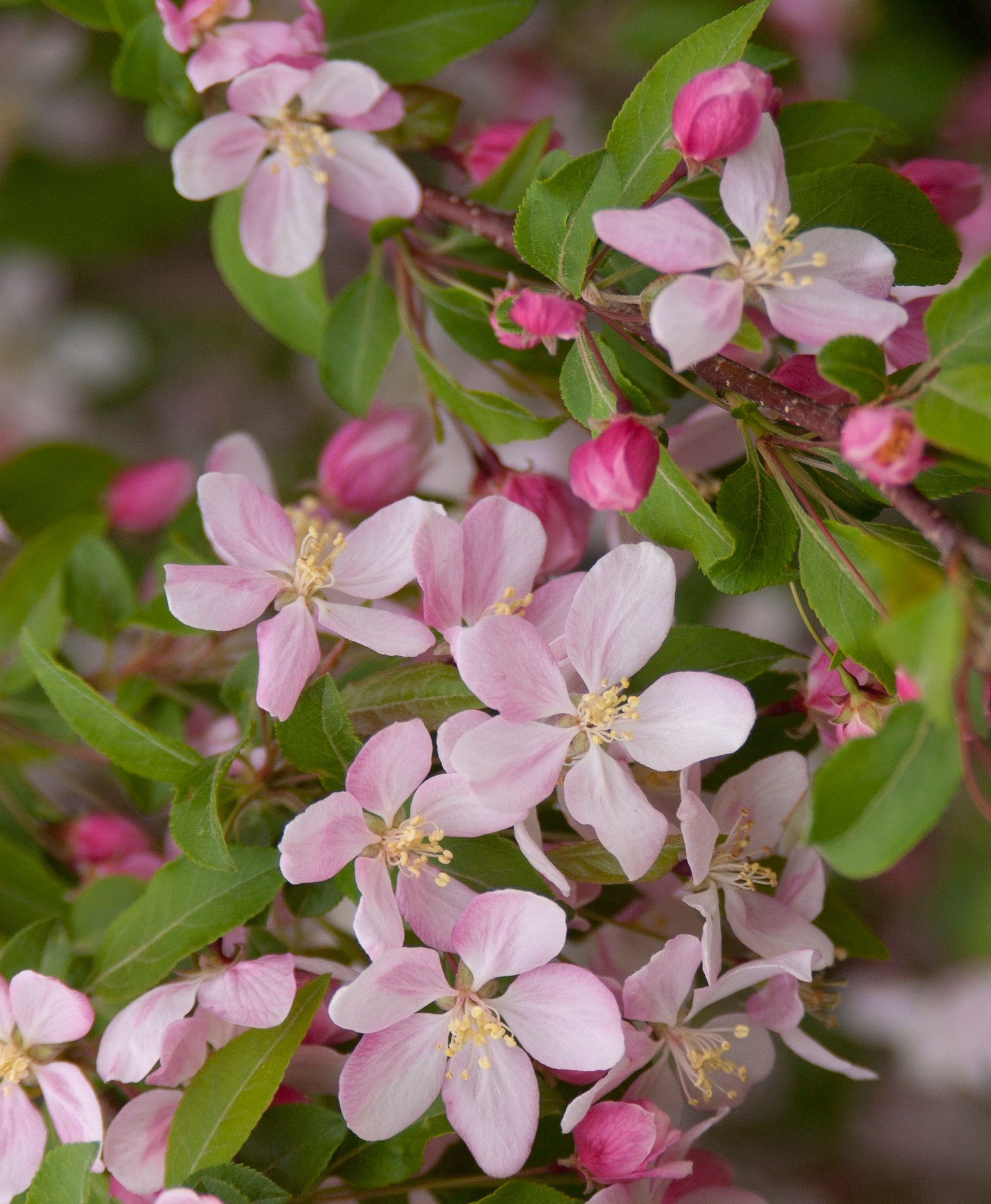 Malus Louisa Louisa Crabapple