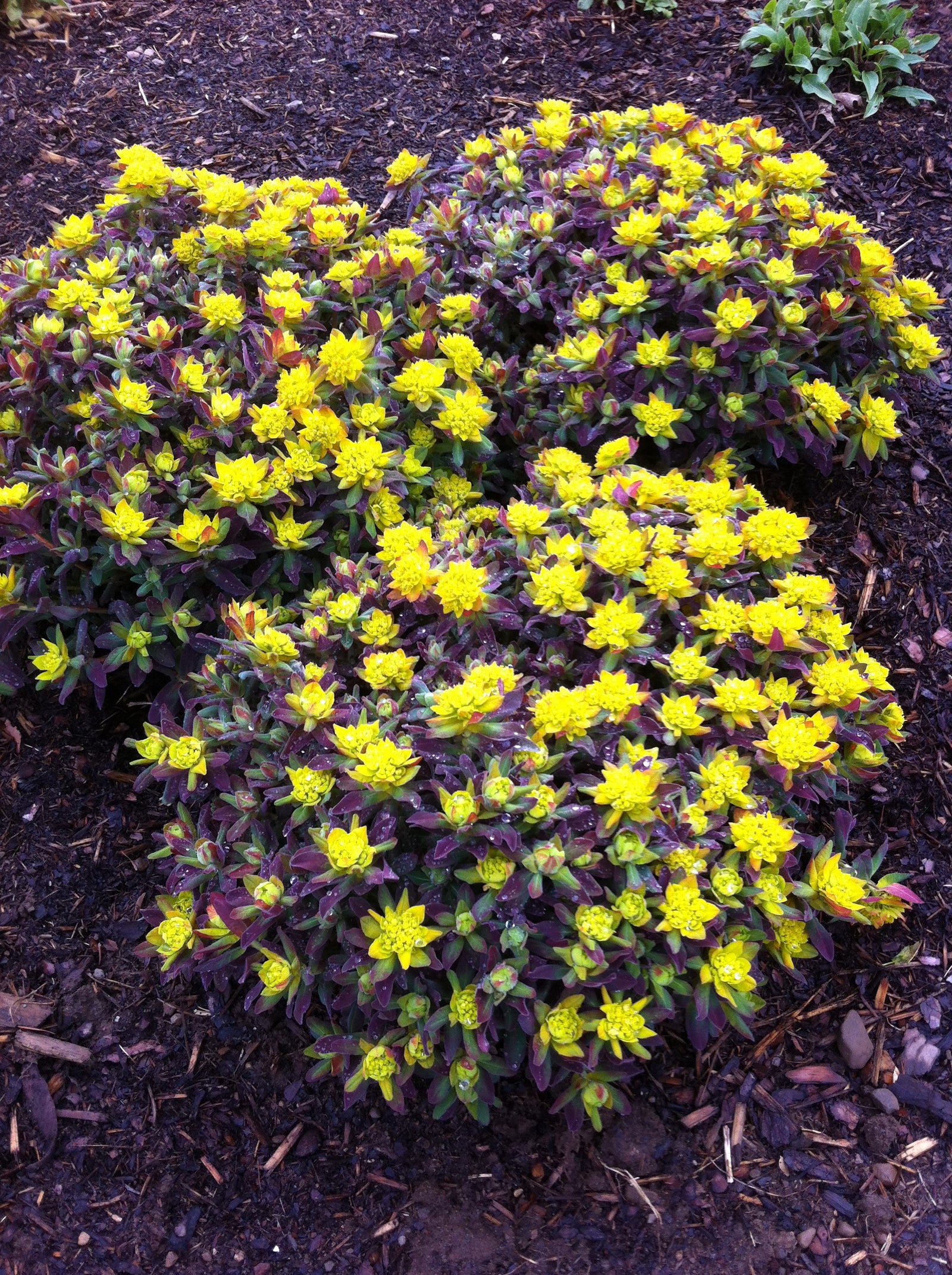 Euphorbia polychroma Bonfire PP18585, COPF Cushion Spurge