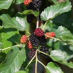 Morus alba Pendula (fruiting) Weeping Fruiting Mulberry