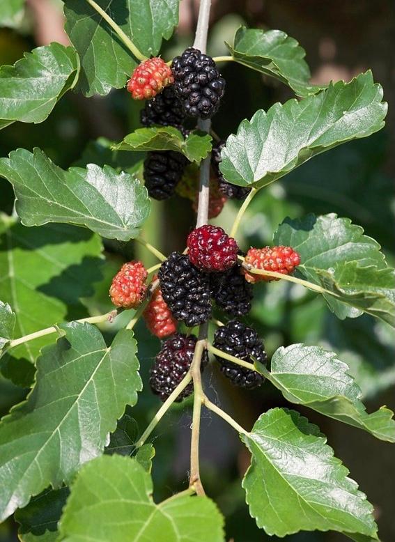 Morus alba Pendula (fruiting) Weeping Fruiting Mulberry