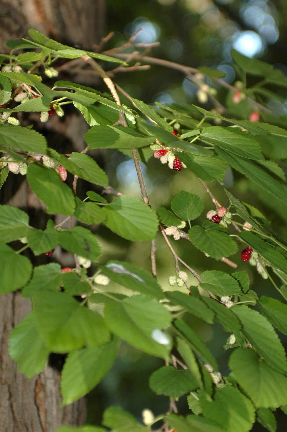 Morus rubra Red Mulberry