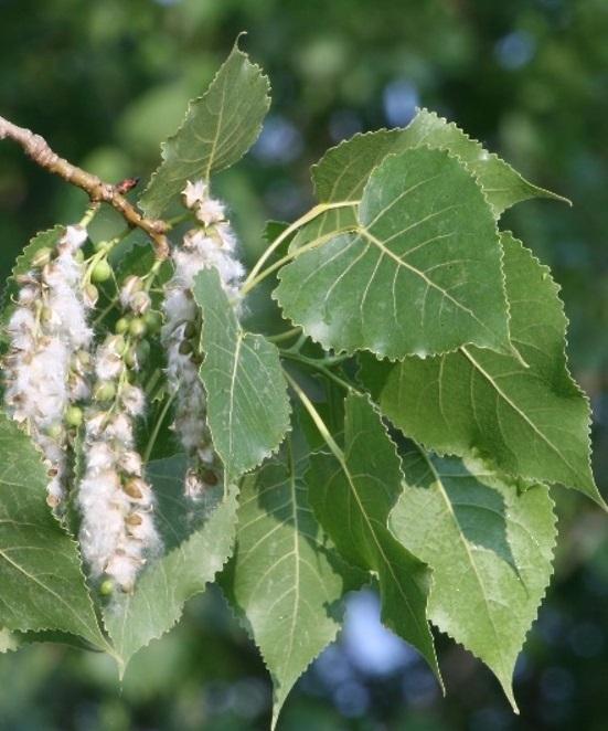 Populus deltoides Eastern Cottonwood