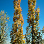 Populus tremula Erecta Swedish Upright Aspen