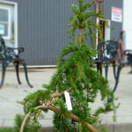 Pinus banksiana Uncle Fogy Uncle Fogy Jack Pine