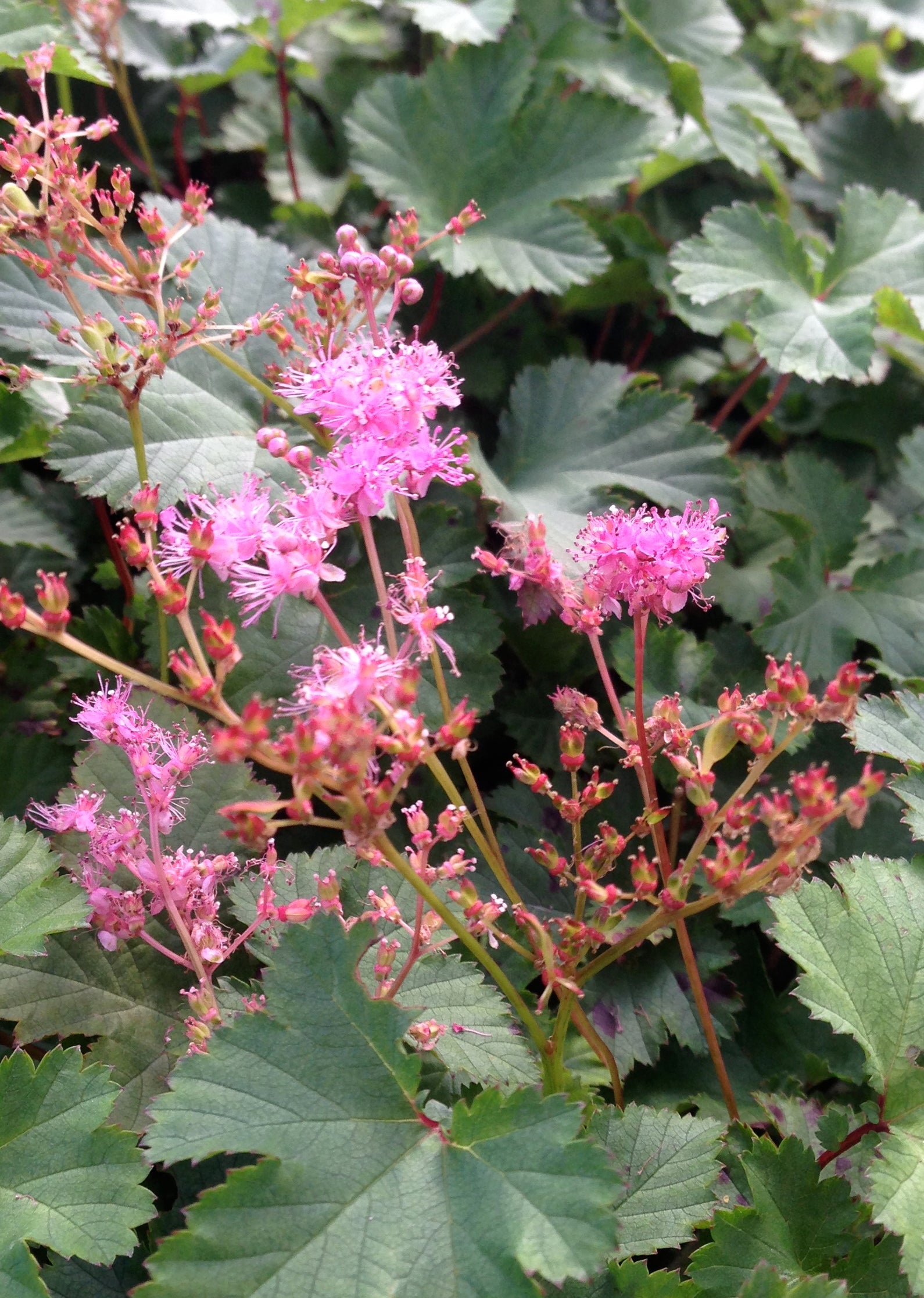 Filipendula x Kahome Dwarf Pink Meadowsweet