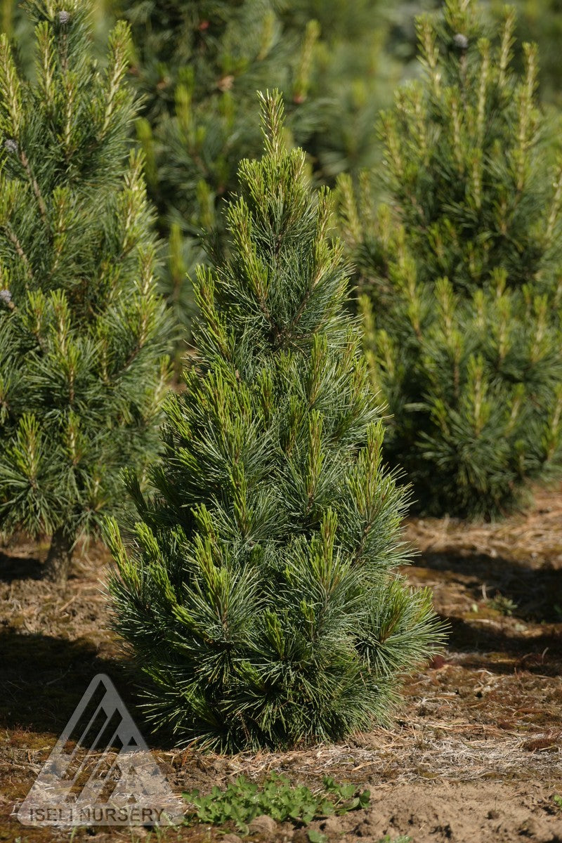 Pinus cembra Blue Mound Blue Mound Swiss Stone Pine