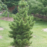 Pinus cembra Glauca Blue Swiss Stone Pine