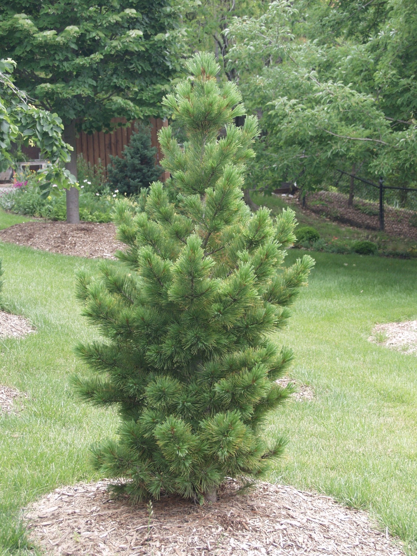 Pinus cembra Glauca Blue Swiss Stone Pine