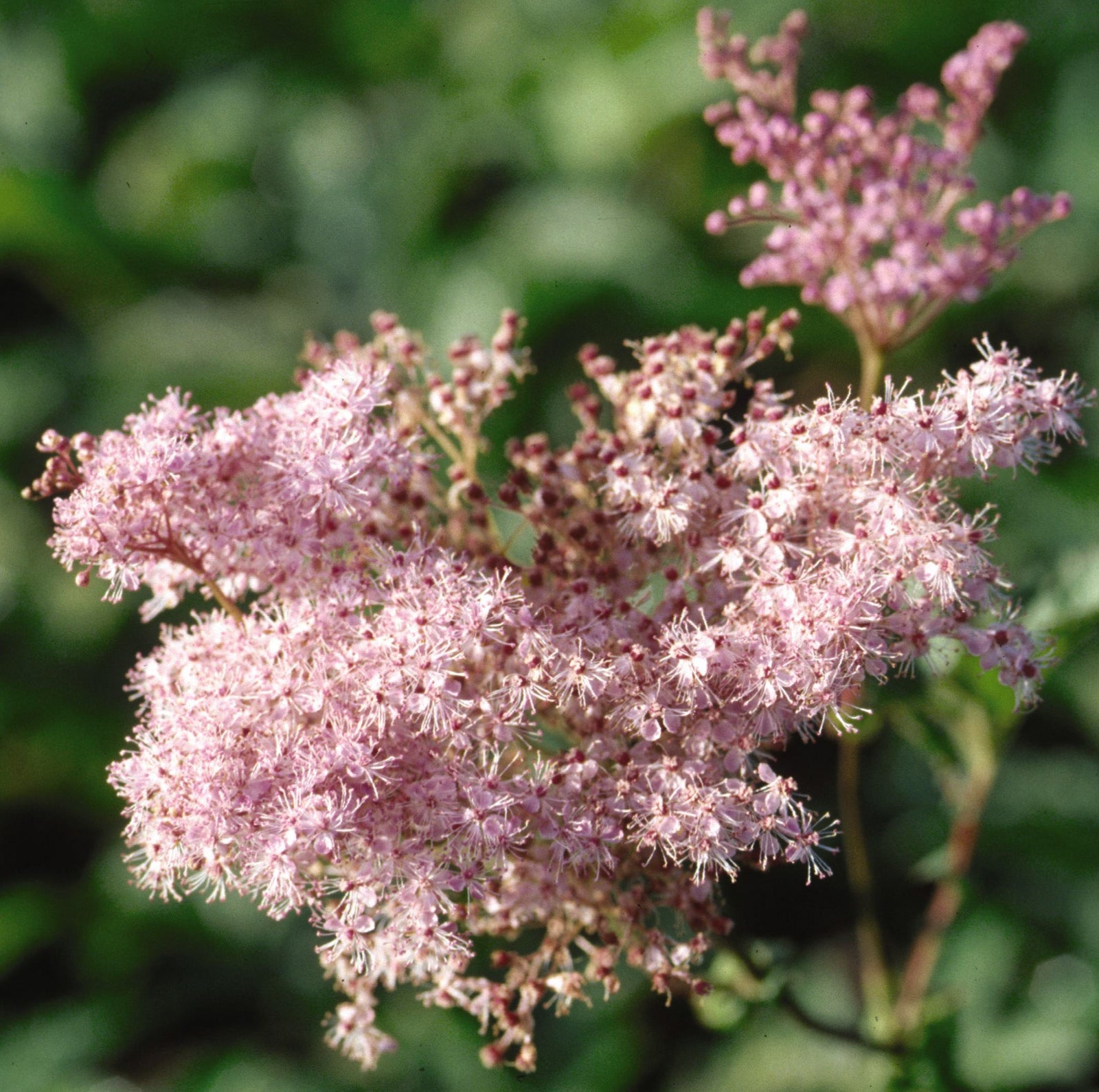 Filipendula rubra Venusta Queen of the Prairie