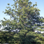 Quercus imbricaria Shingle Oak