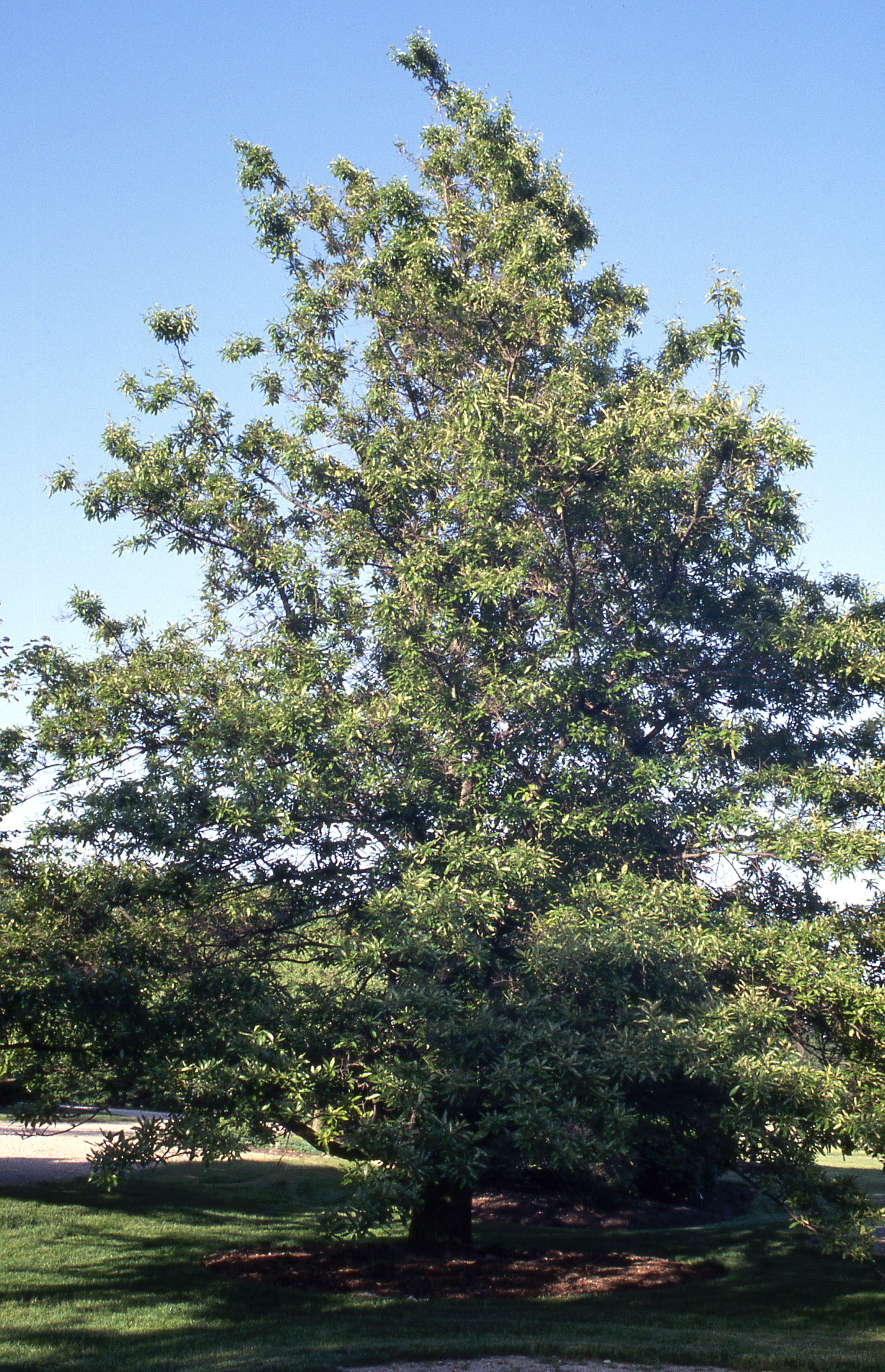 Quercus imbricaria Shingle Oak