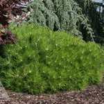 Pinus densiflora Low Glow Low Glow Japanese Red Pine